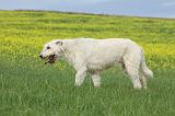 IRISH WOLFHOUND 015